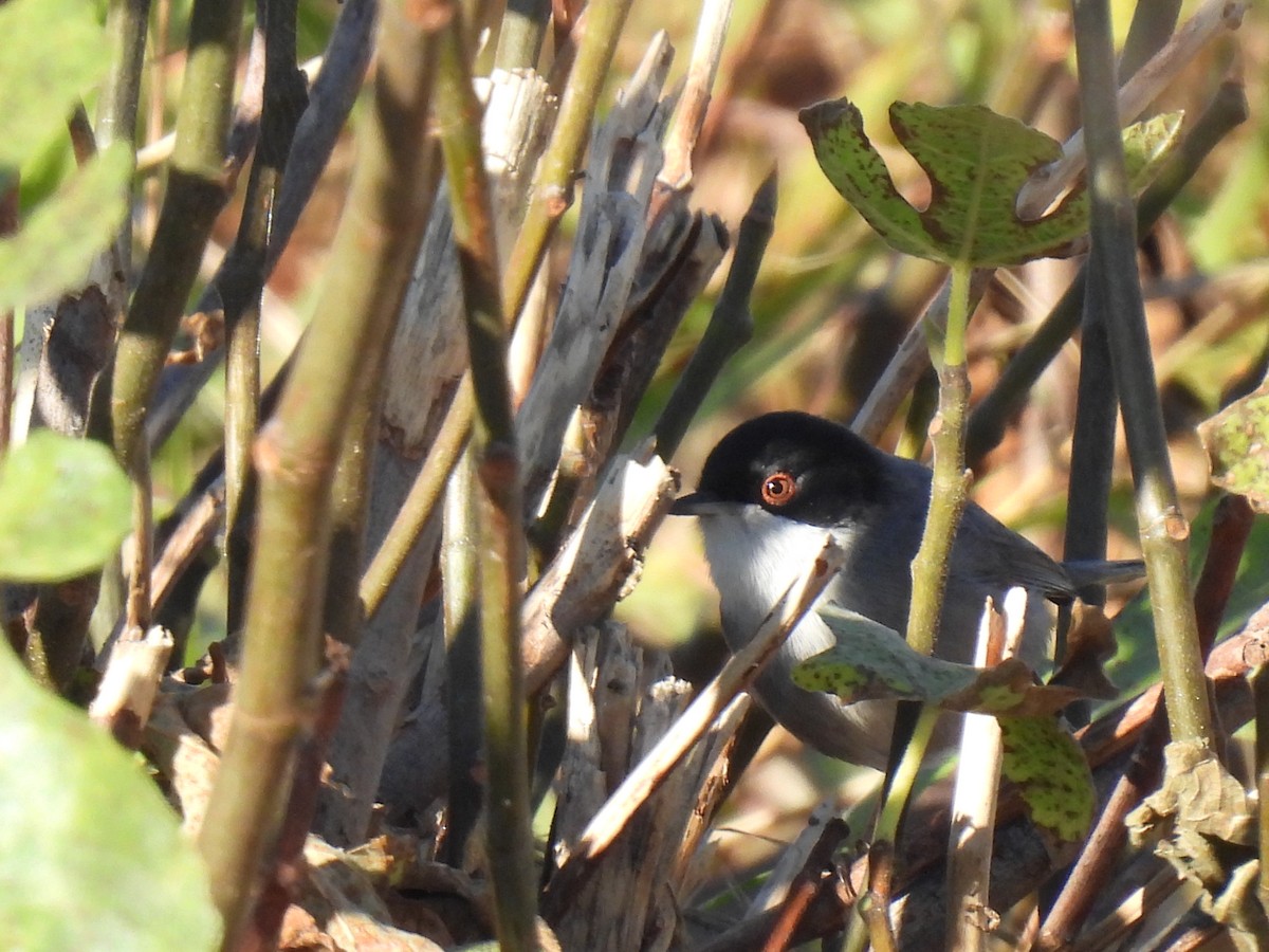 Txinbo burubeltza - ML646589277