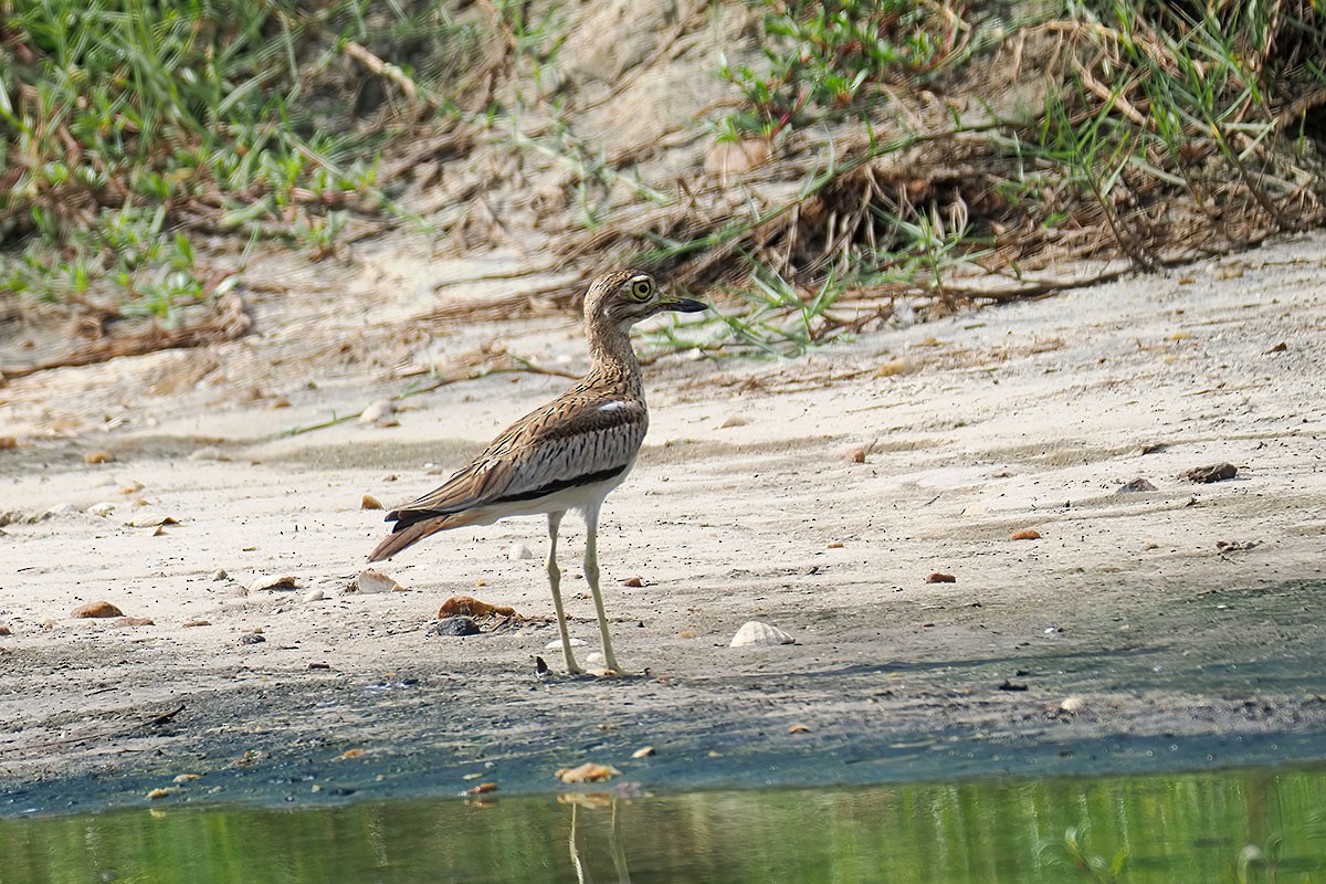 Лежень річковий - ML646589278