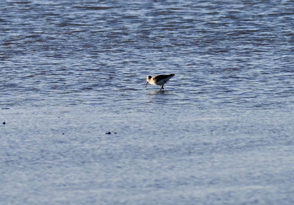 黑腹濱鷸 - ML646589282