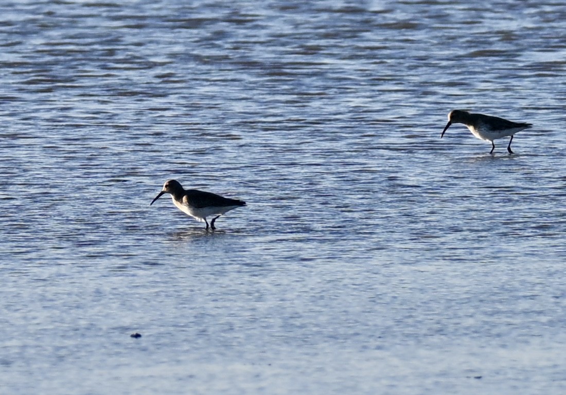 黑腹濱鷸 - ML646589283