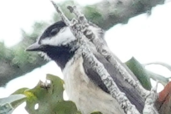 Carolina Chickadee - ML646589284
