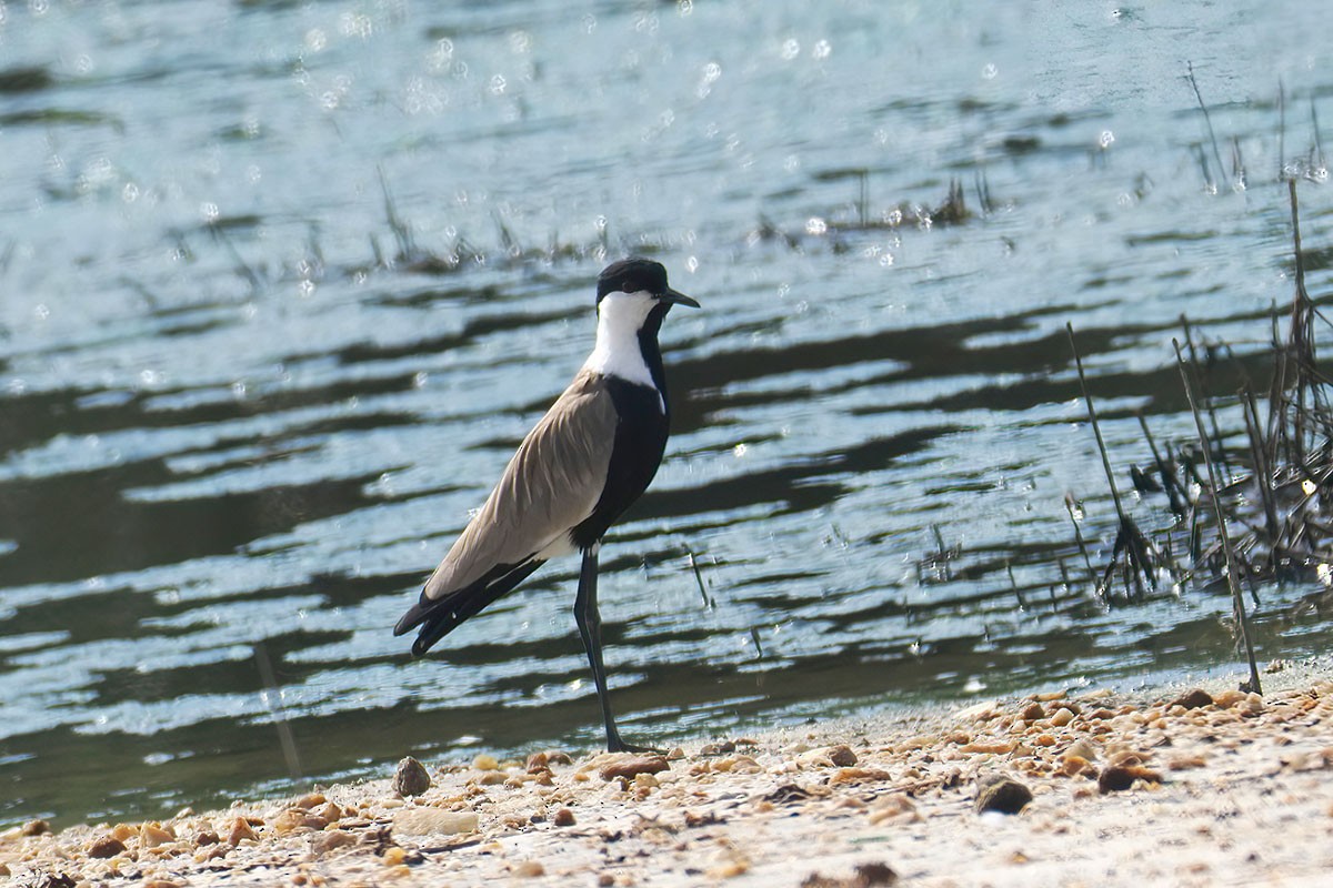 Vanneau à éperons - ML646589285