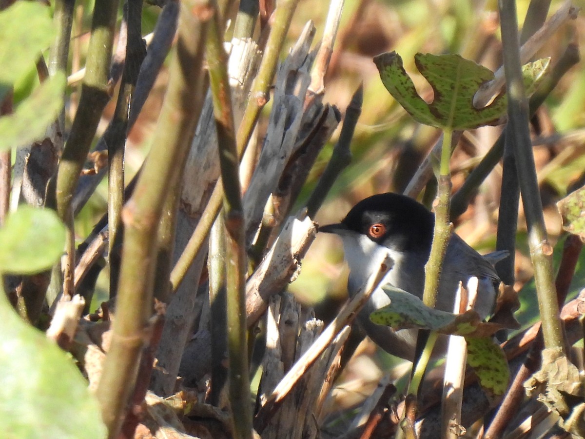 Txinbo burubeltza - ML646589288