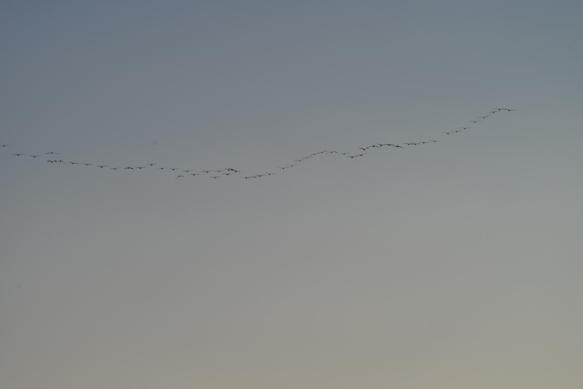 American White Pelican - ML646589290