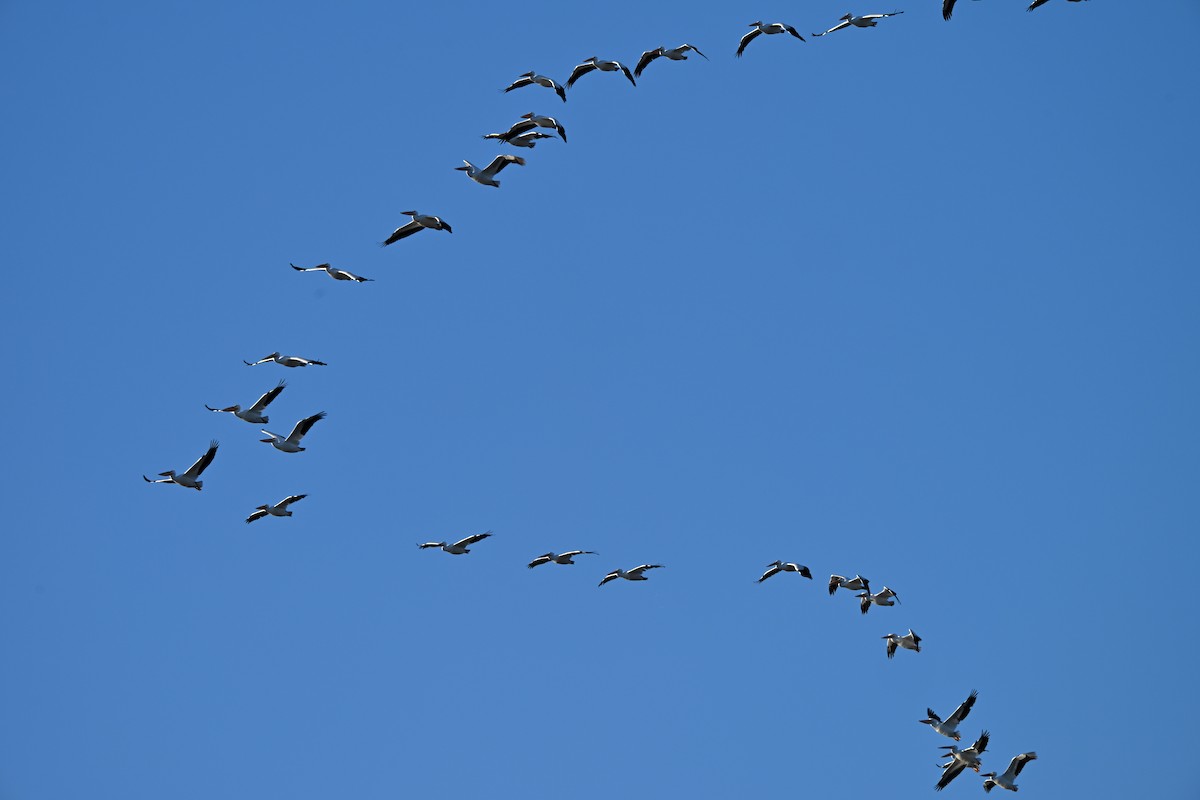 American White Pelican - ML646589291