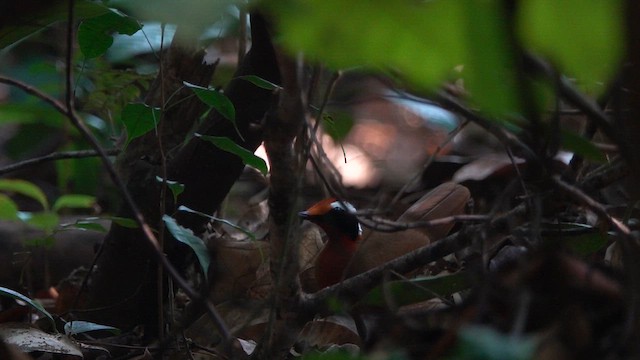 Rallenflöter - ML646589292