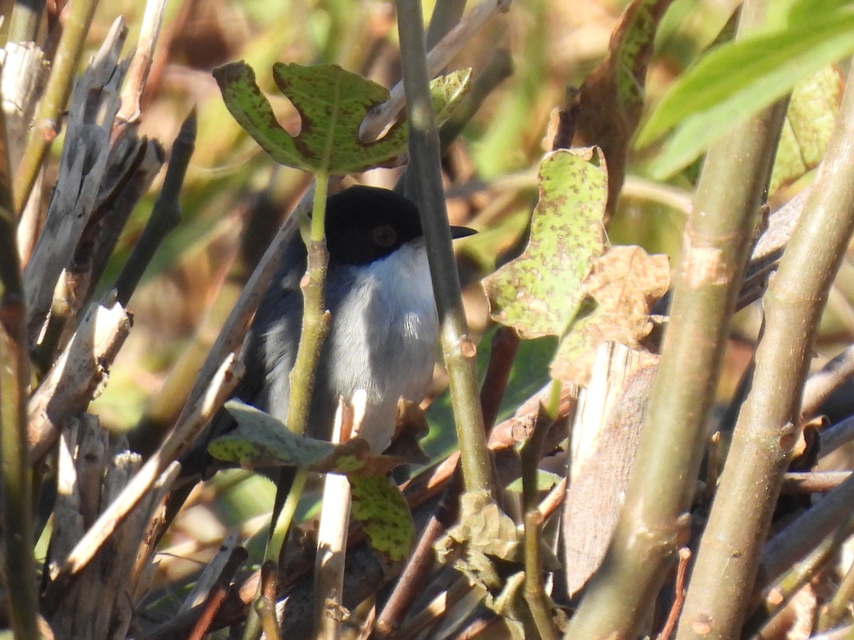 Txinbo burubeltza - ML646589294