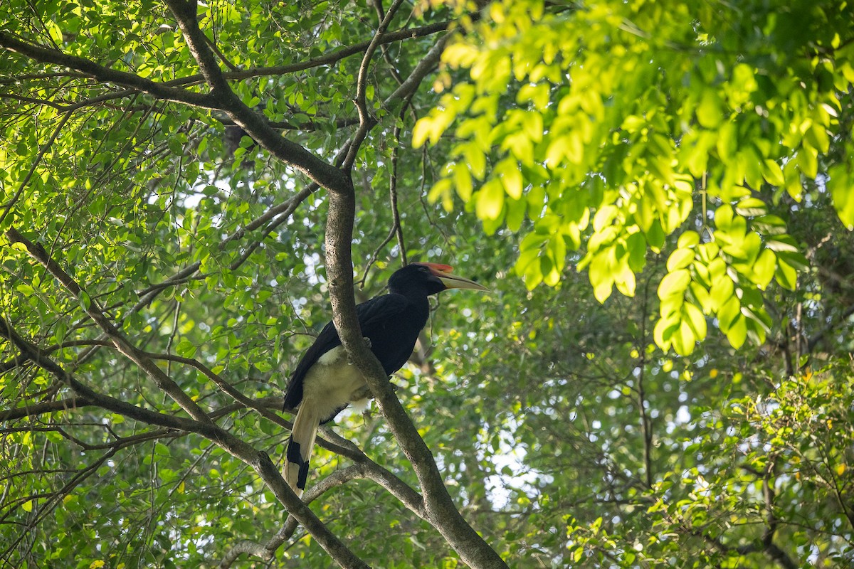 Rhinoceros Hornbill - ML646589296