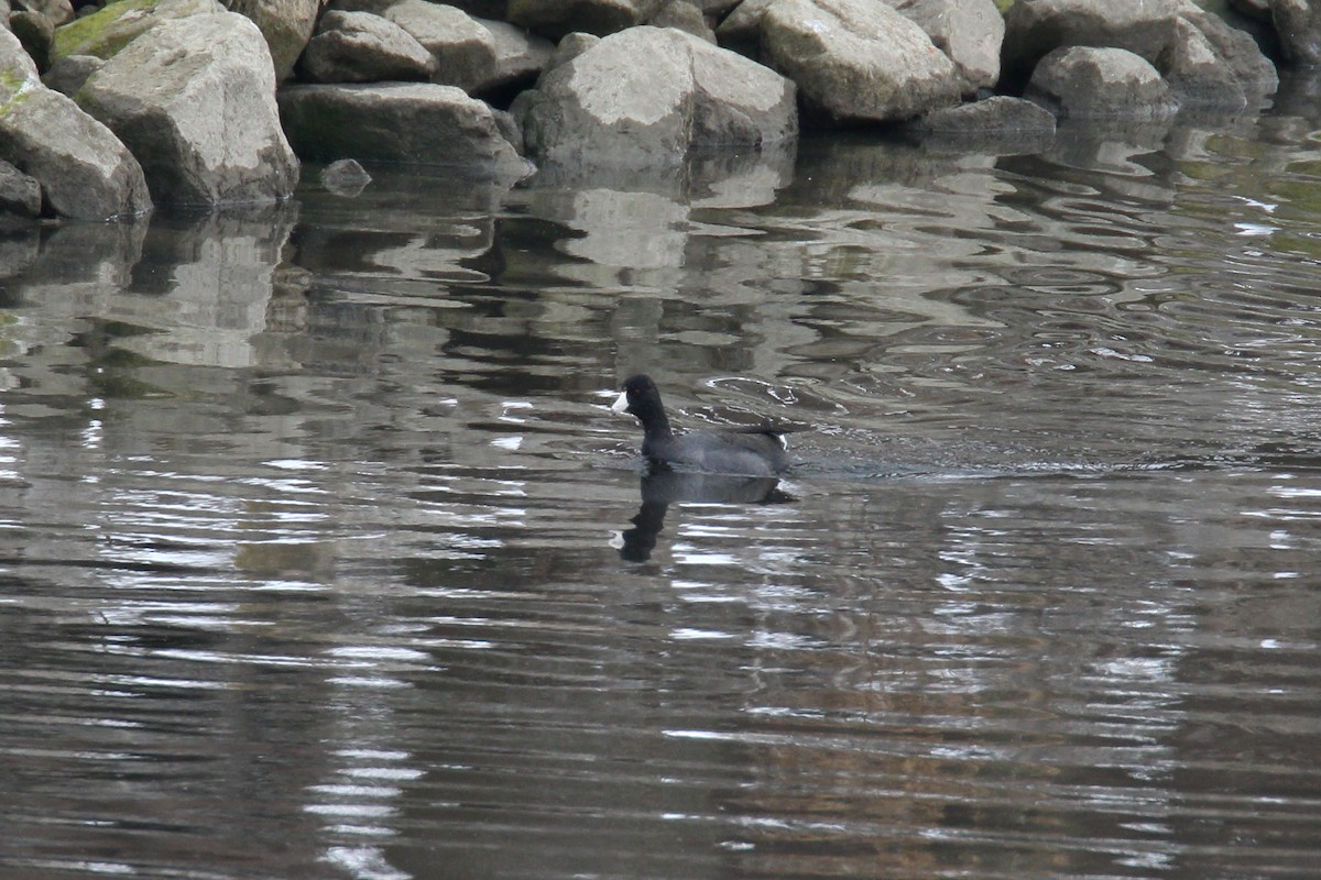 American Coot - ML646589298