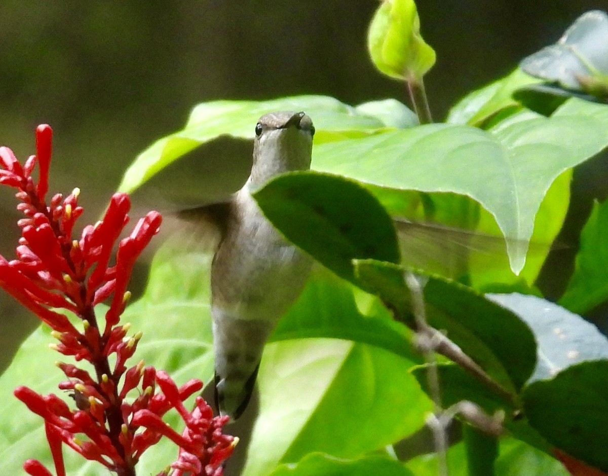 Colibri à gorge rubis - ML646589299