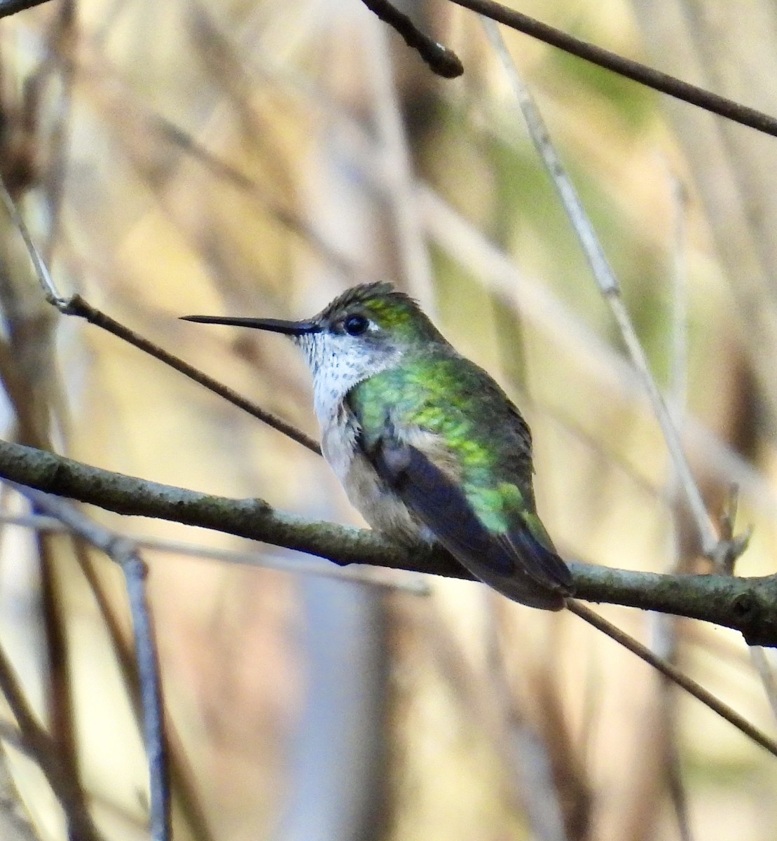 Colibri à gorge rubis - ML646589300
