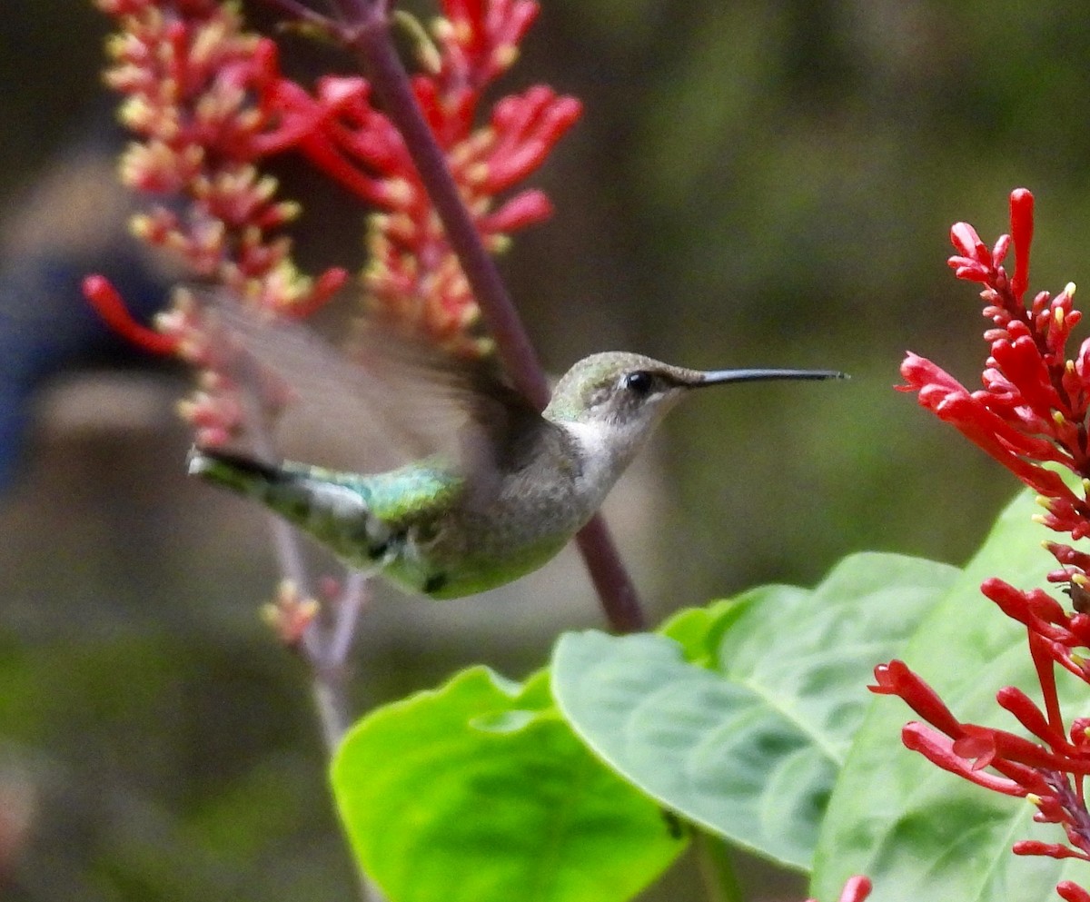Colibri à gorge rubis - ML646589301