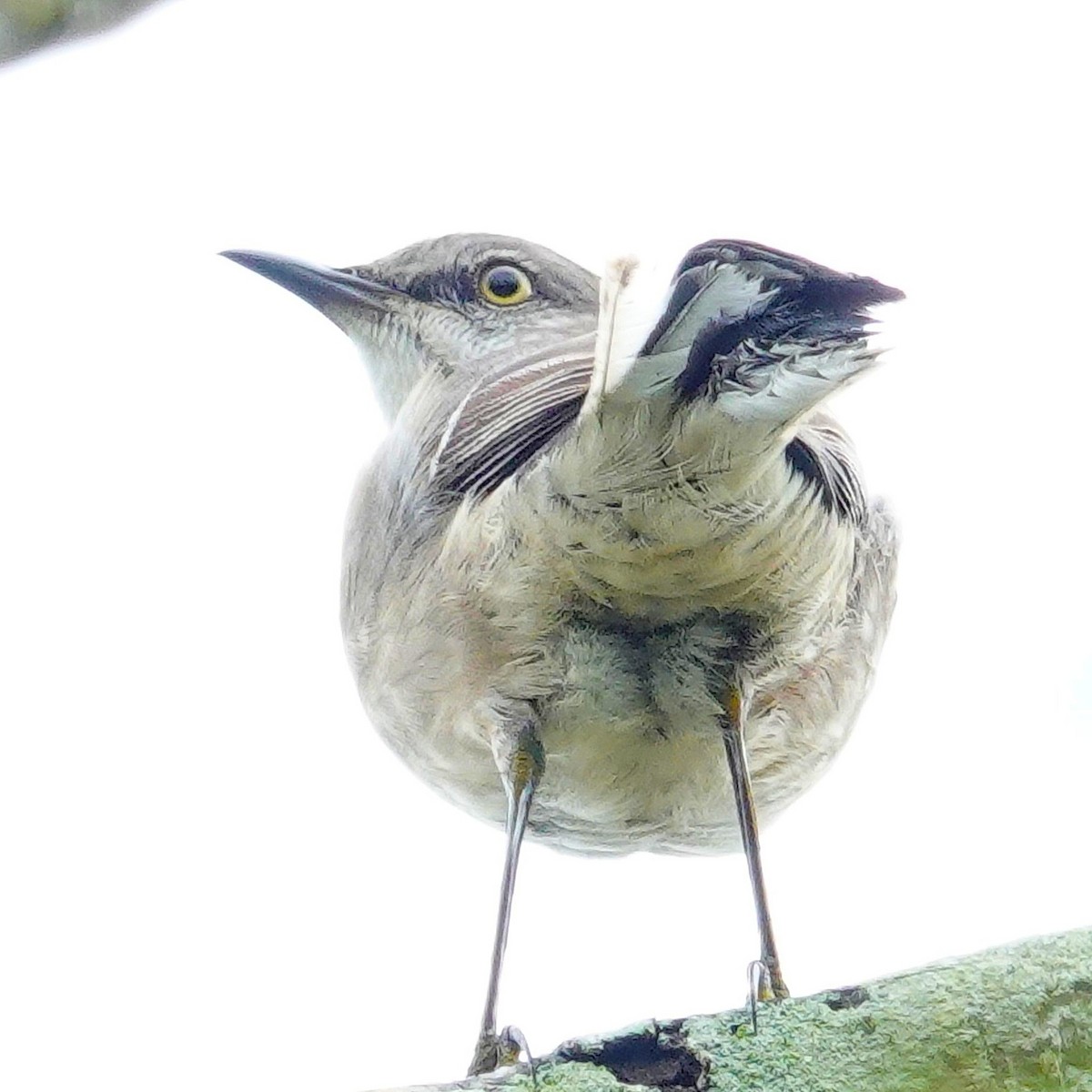 Northern Mockingbird - ML646589304