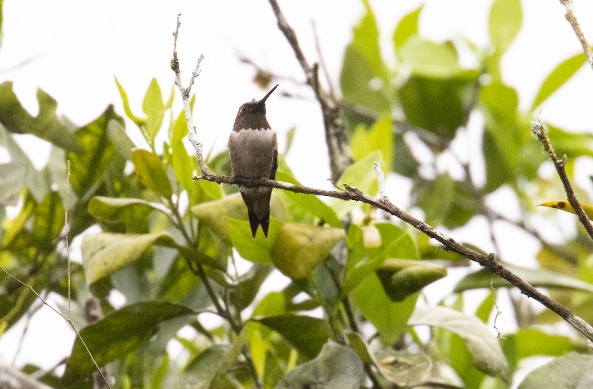 Colibri à gorge rubis - ML646589305