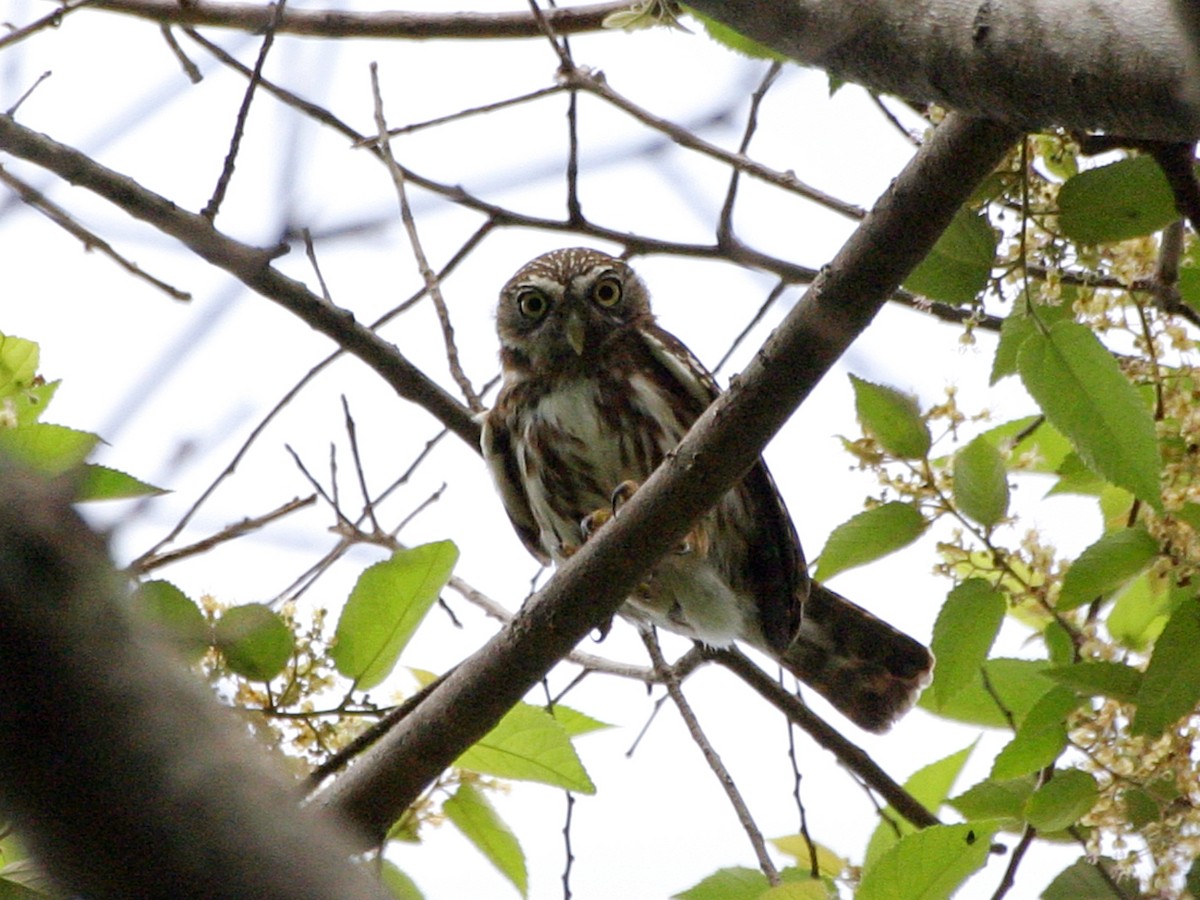 Peruvian Pygmy-Owl - ML646589307