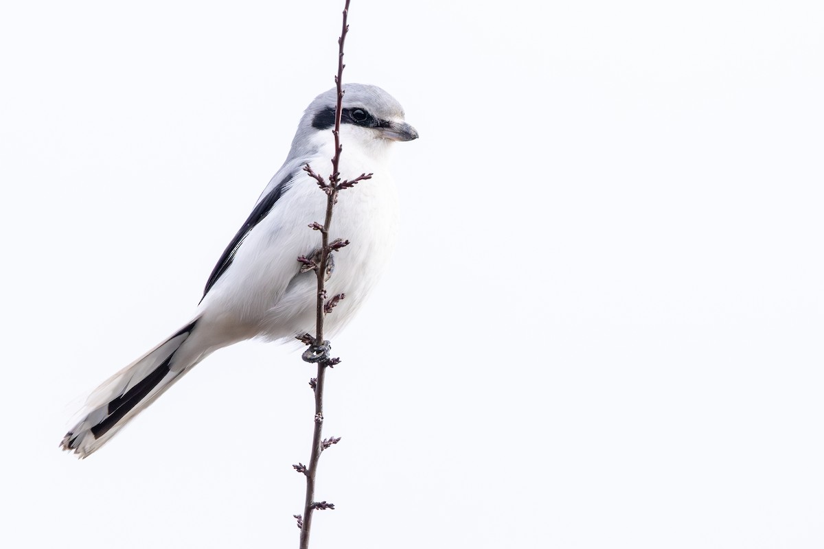 ヨーロッパオオモズ - ML646589309