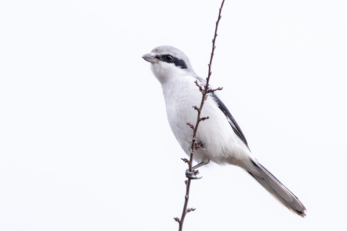 ヨーロッパオオモズ - ML646589310