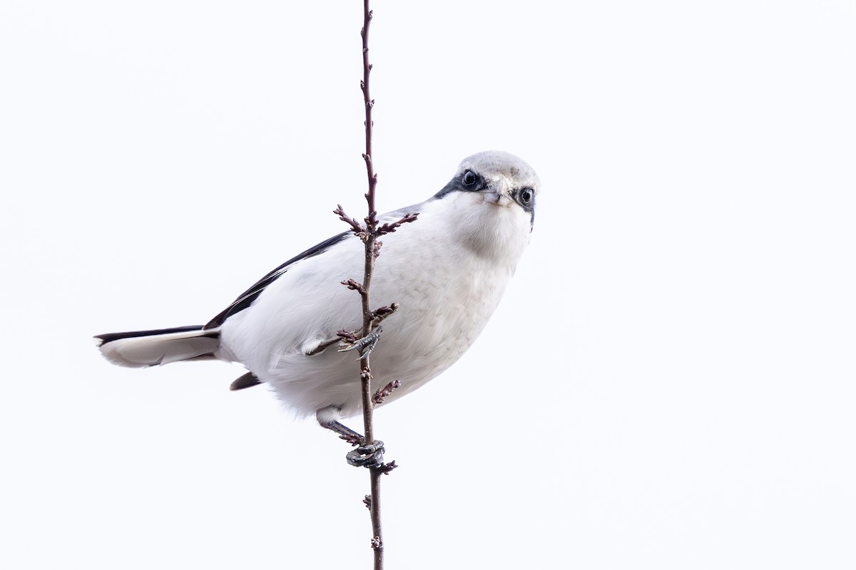 ヨーロッパオオモズ - ML646589311