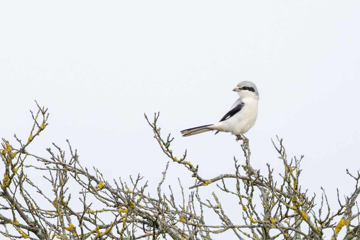 ヨーロッパオオモズ - ML646589312