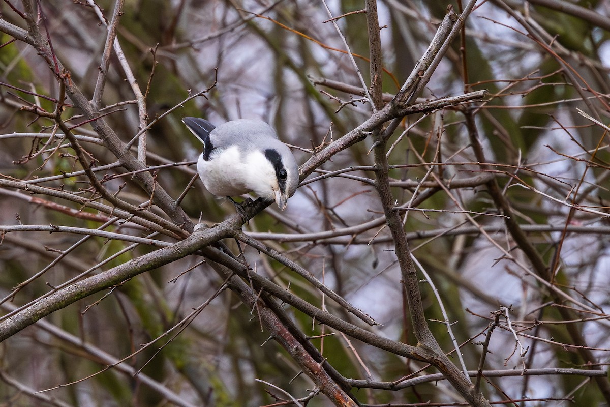 ヨーロッパオオモズ - ML646589313