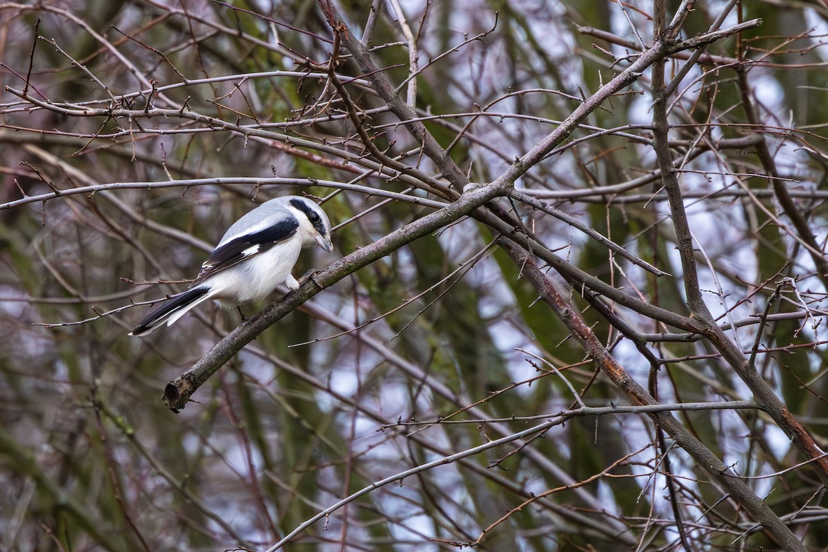 ヨーロッパオオモズ - ML646589314