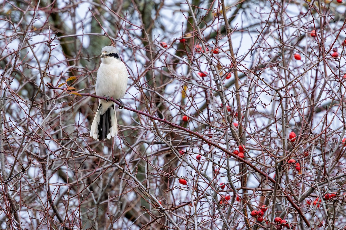 ヨーロッパオオモズ - ML646589315