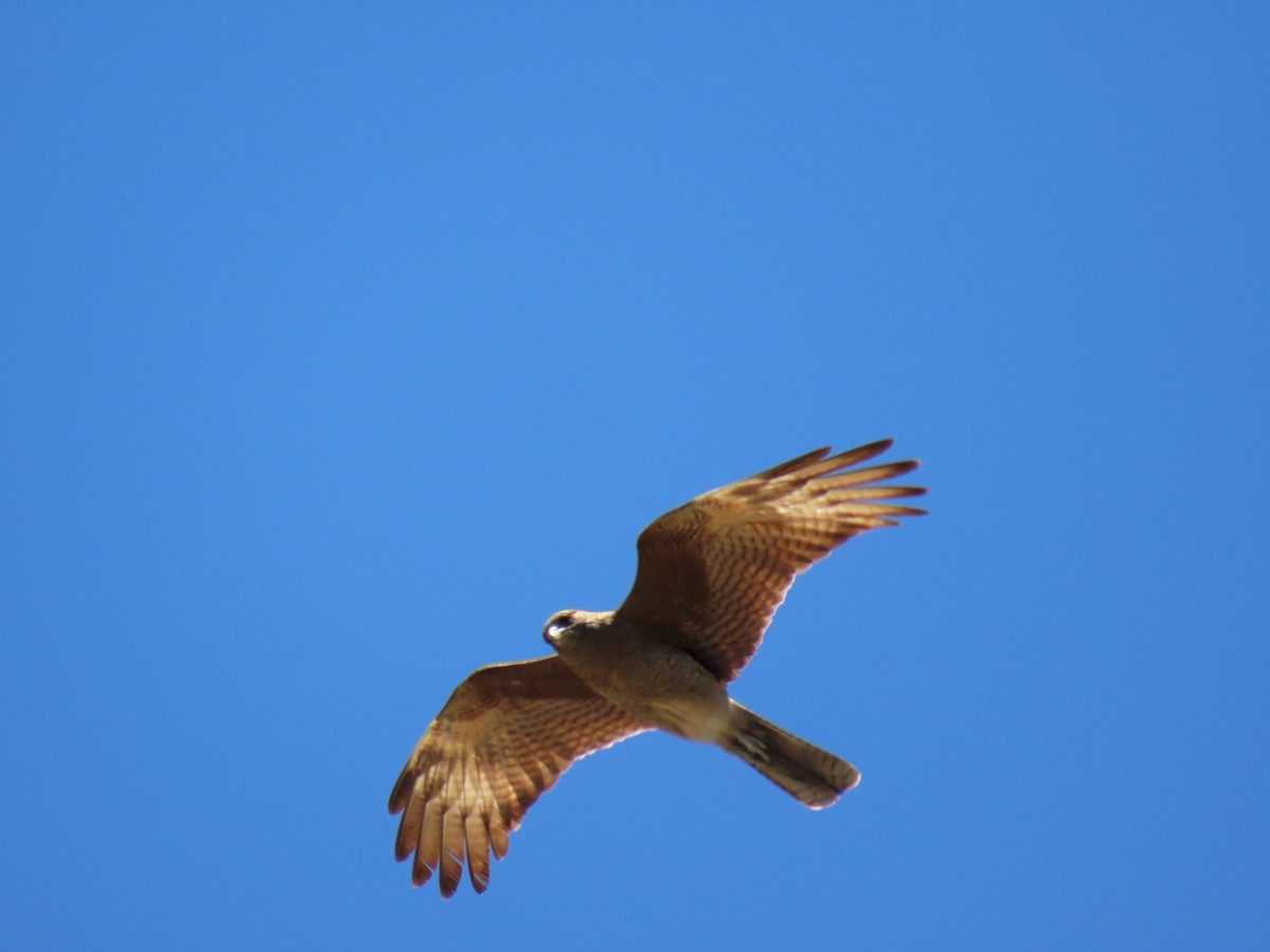 Chimango Caracara - ML646589317