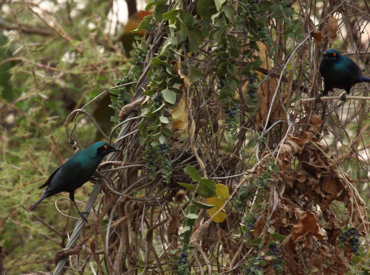 Greater Blue-eared Starling - ML646589318