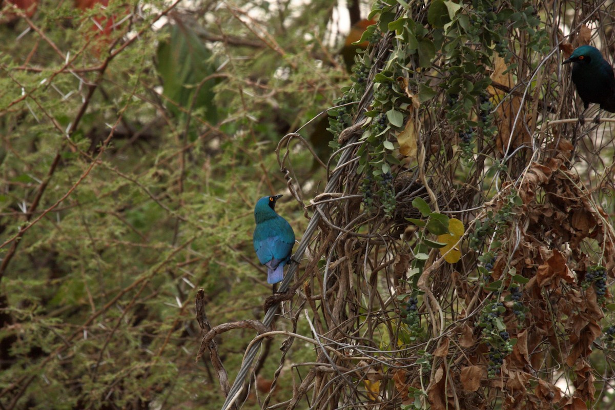 Greater Blue-eared Starling - ML646589319