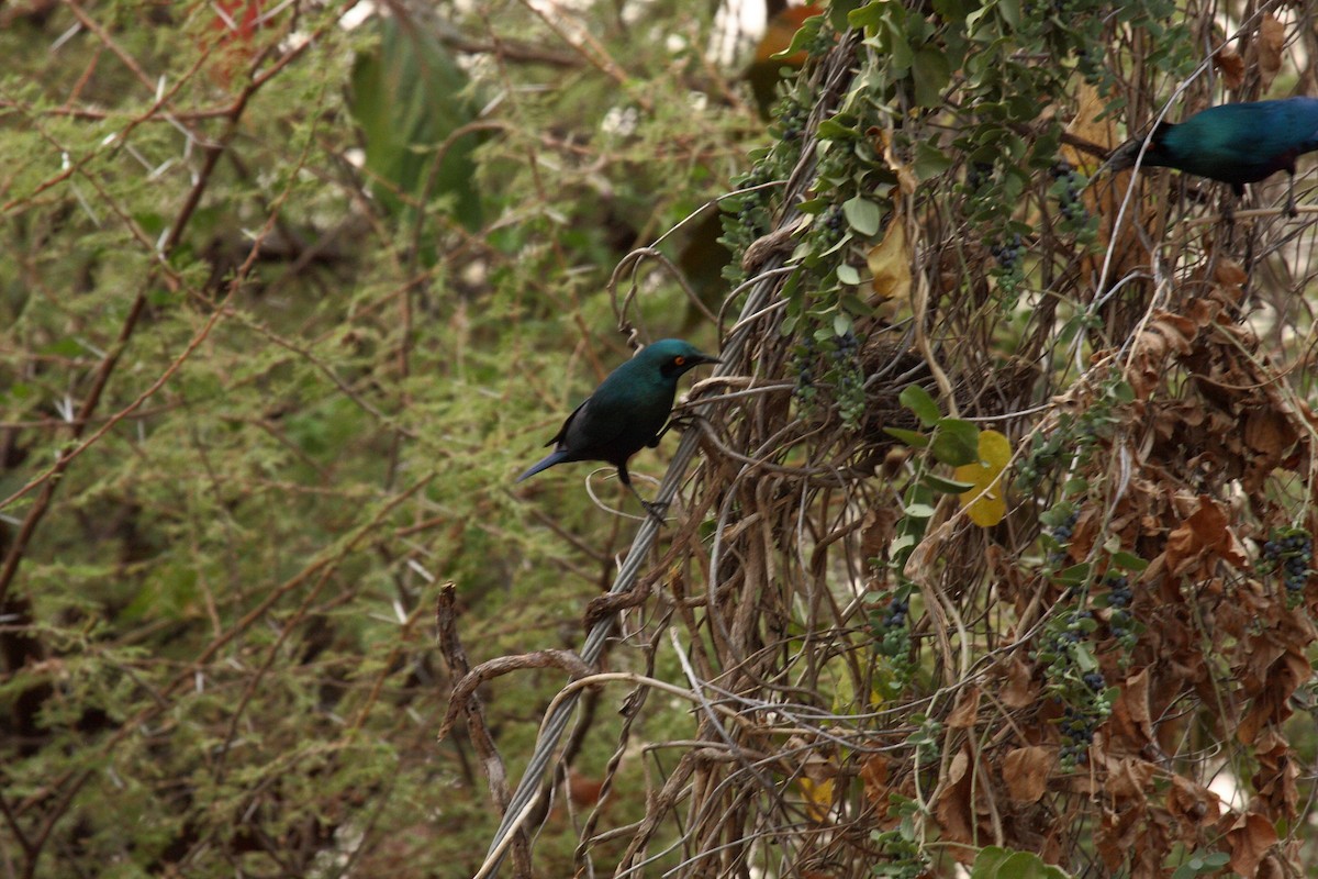 Greater Blue-eared Starling - ML646589320