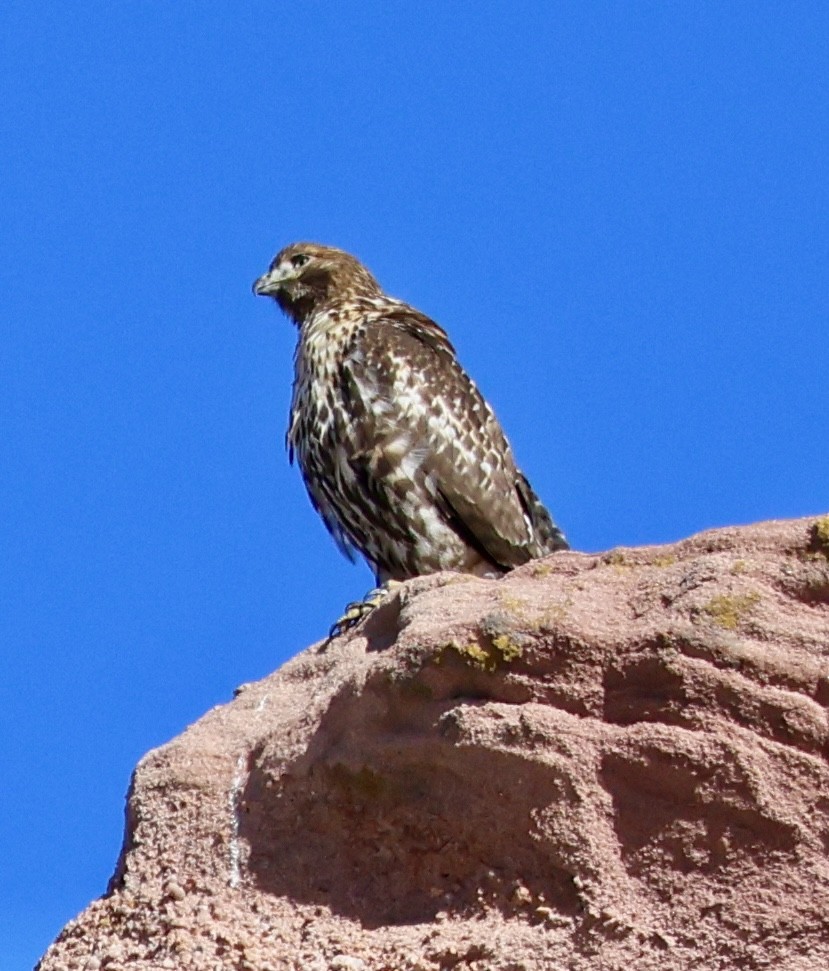 Red-tailed Hawk - ML646589327