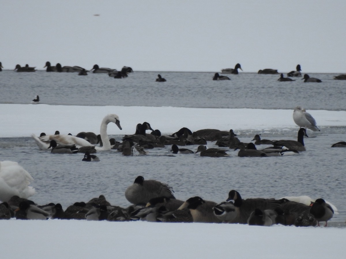 polák proužkozobý - ML646589329