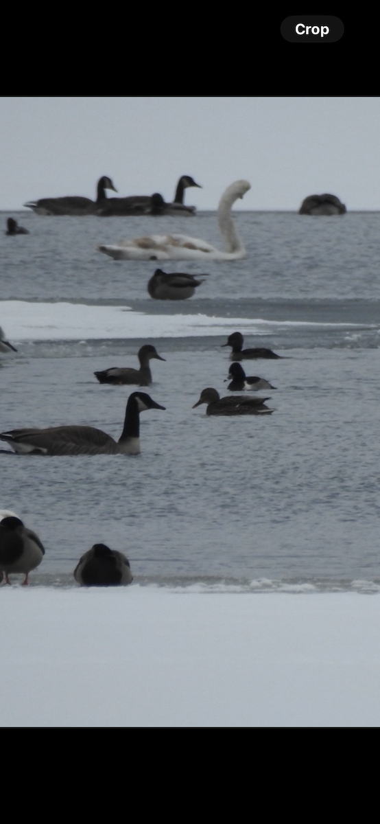 polák proužkozobý - ML646589330