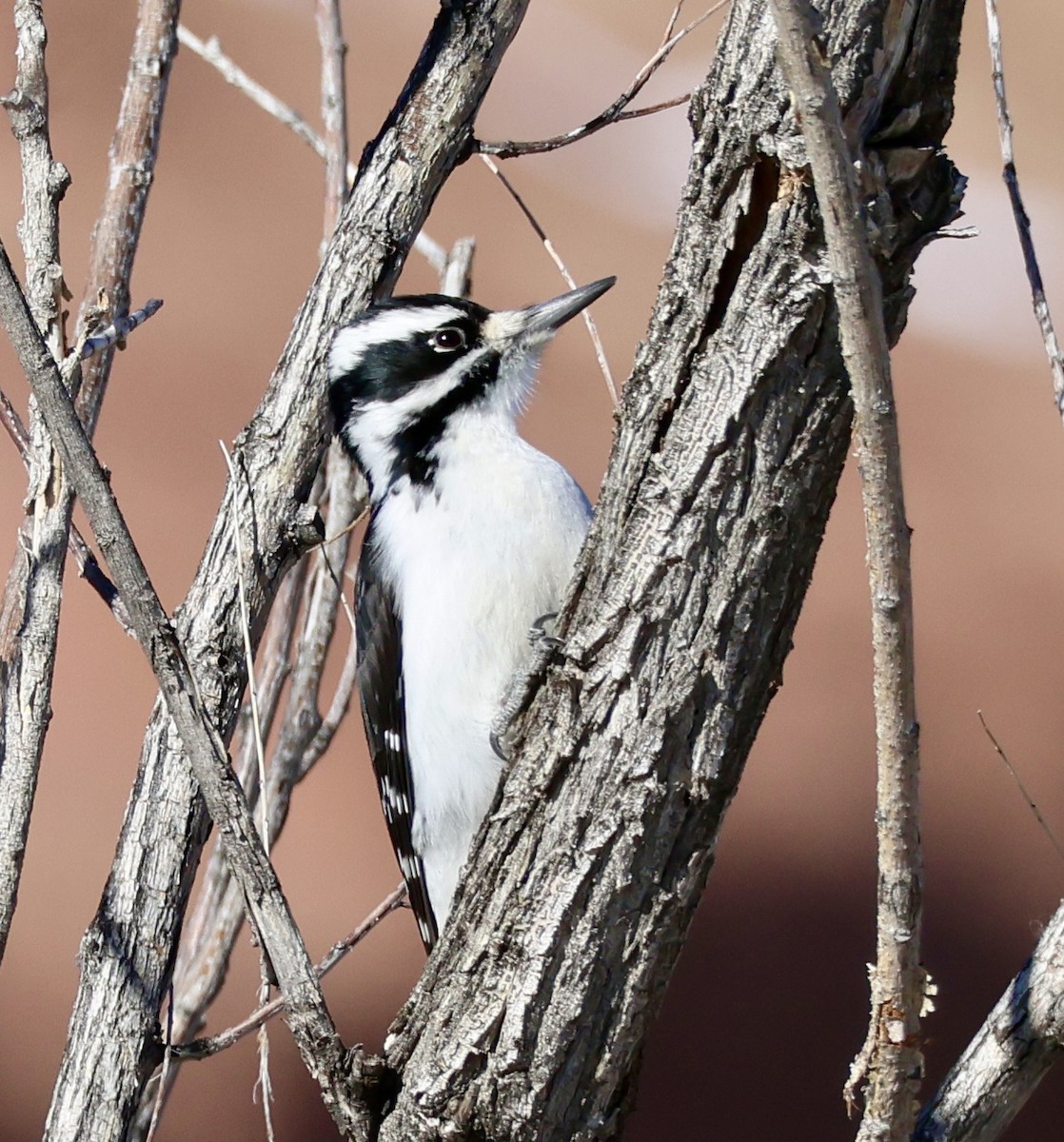 Hairy Woodpecker - ML646589332