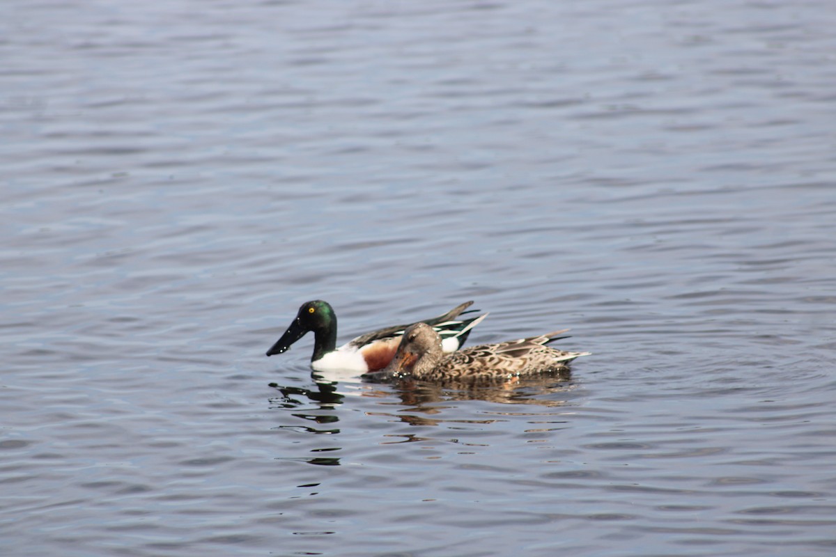 Northern Shoveler - ML646589334