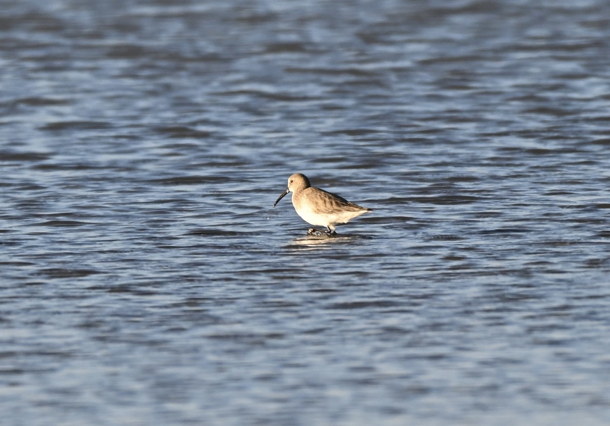 黑腹濱鷸 - ML646589335