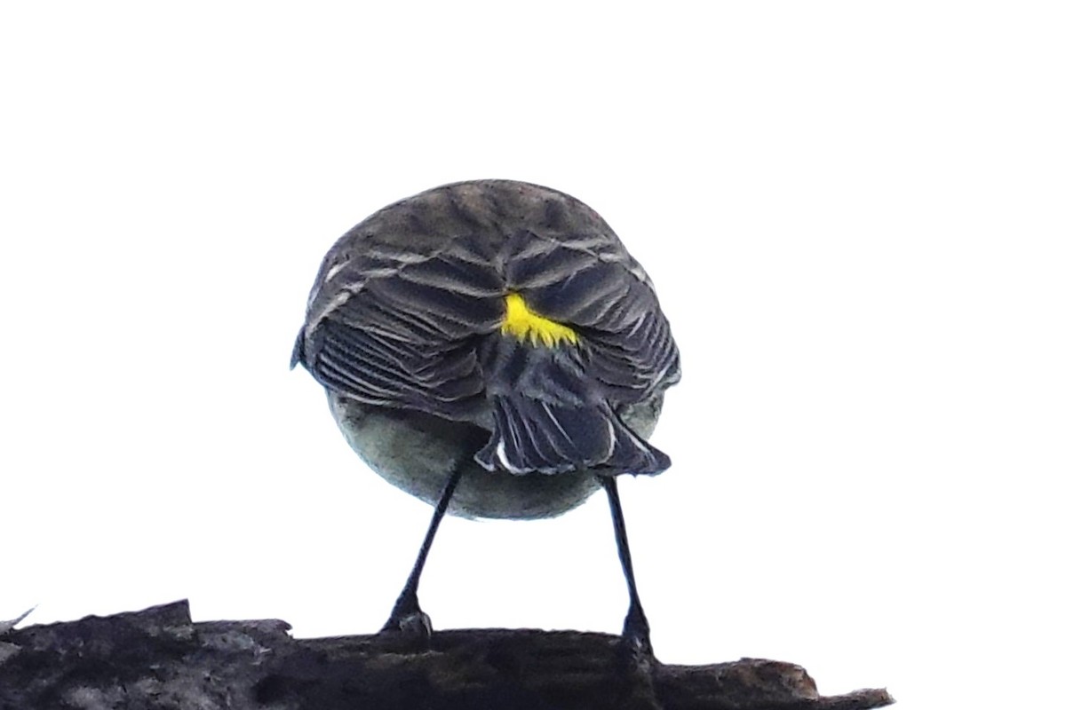 Yellow-rumped Warbler - ML646589337