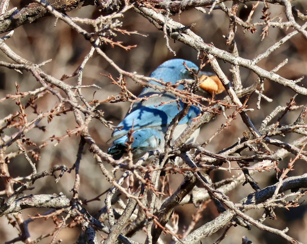 Woodhouse's Scrub-Jay - ML646589339