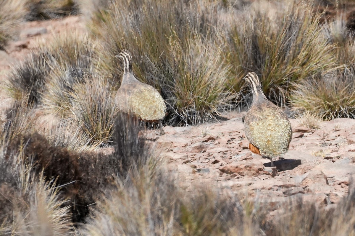 Puna Tinamou - ML646589340