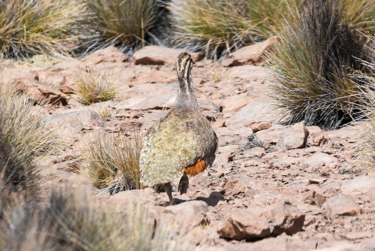 Puna Tinamou - ML646589341