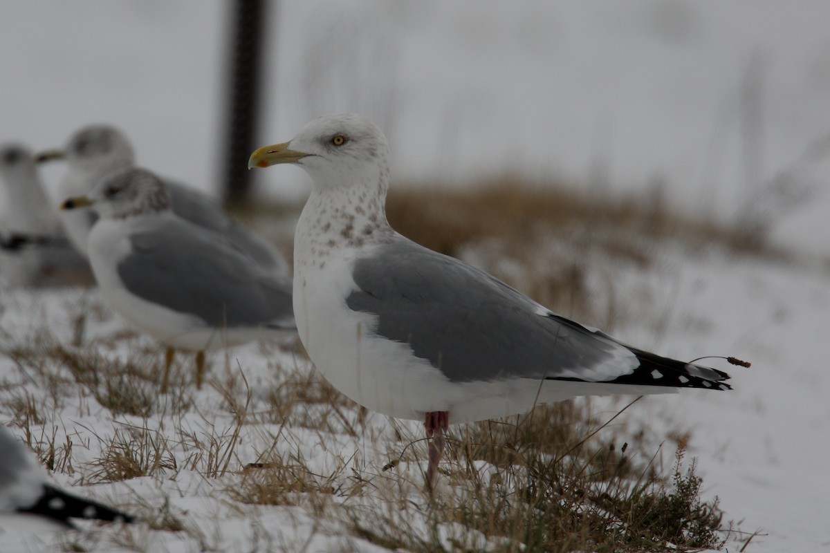 American Herring Gull - ML646589343