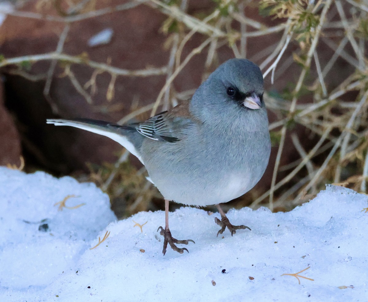Dark-eyed Junco - ML646589344