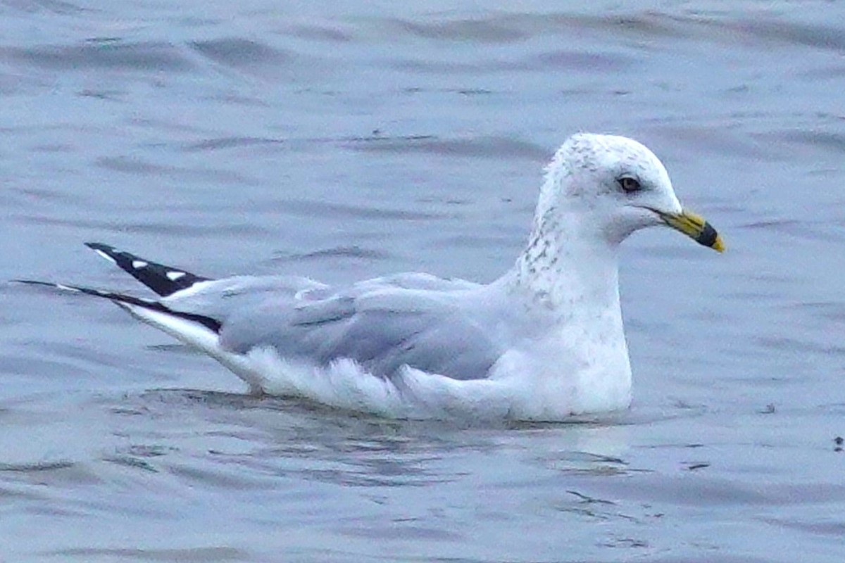 Ring-billed Gull - ML646589348