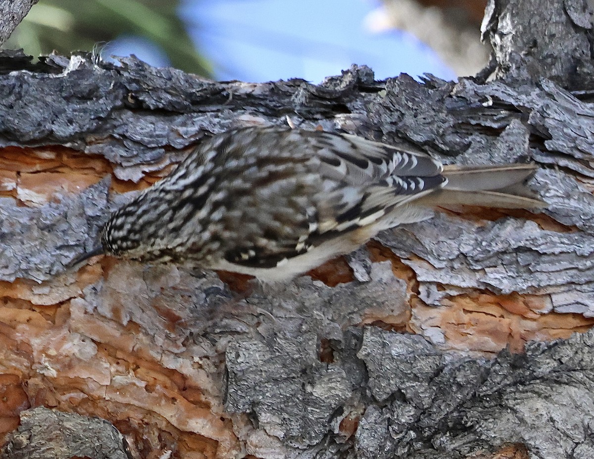 Brown Creeper - ML646589352