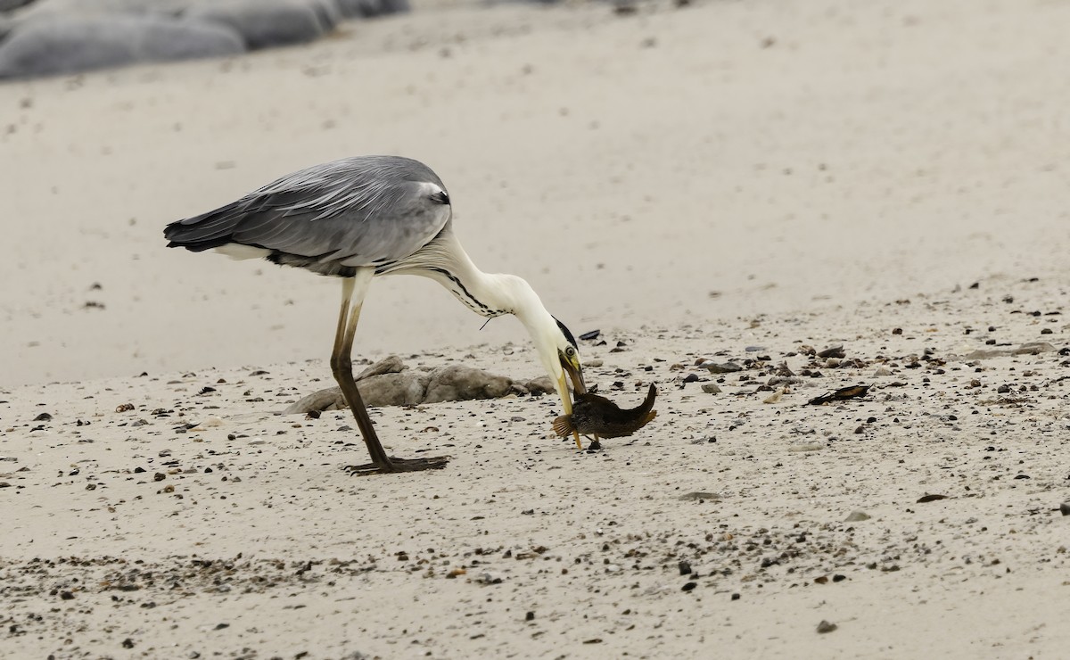 蒼鷺 - ML646589355