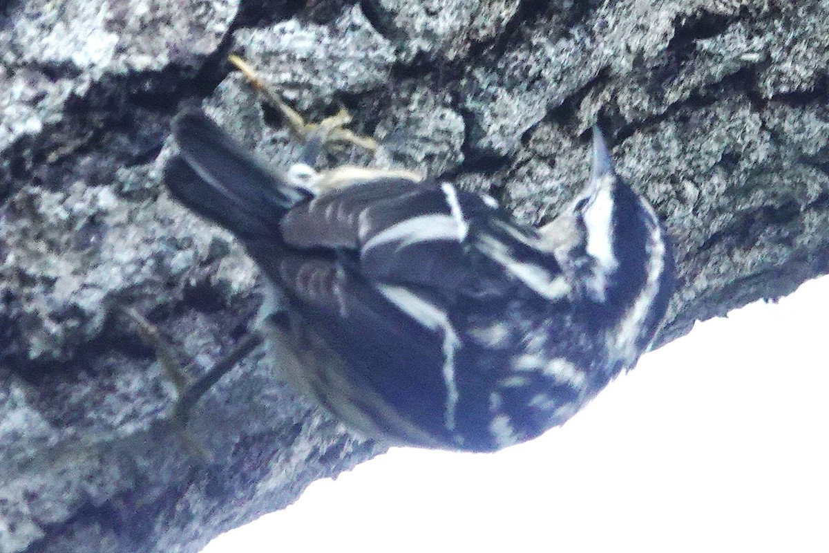 Black-and-white Warbler - ML646589358