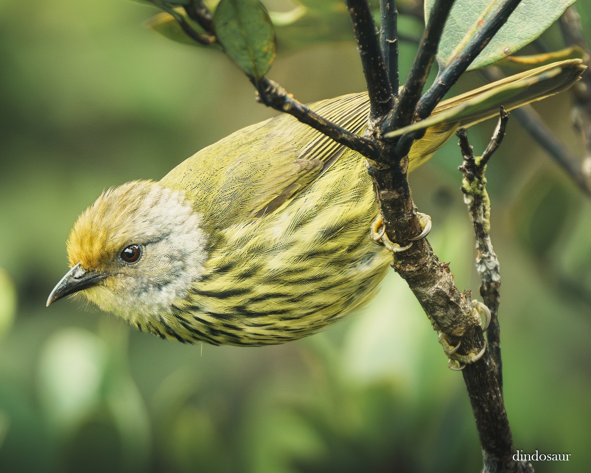 Palawan Striped-Babbler - ML646589359