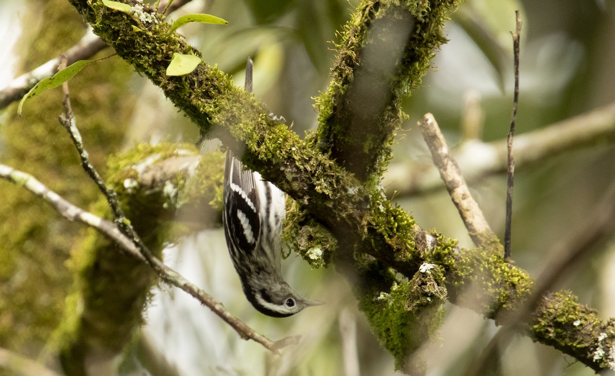 Black-and-white Warbler - ML646589360