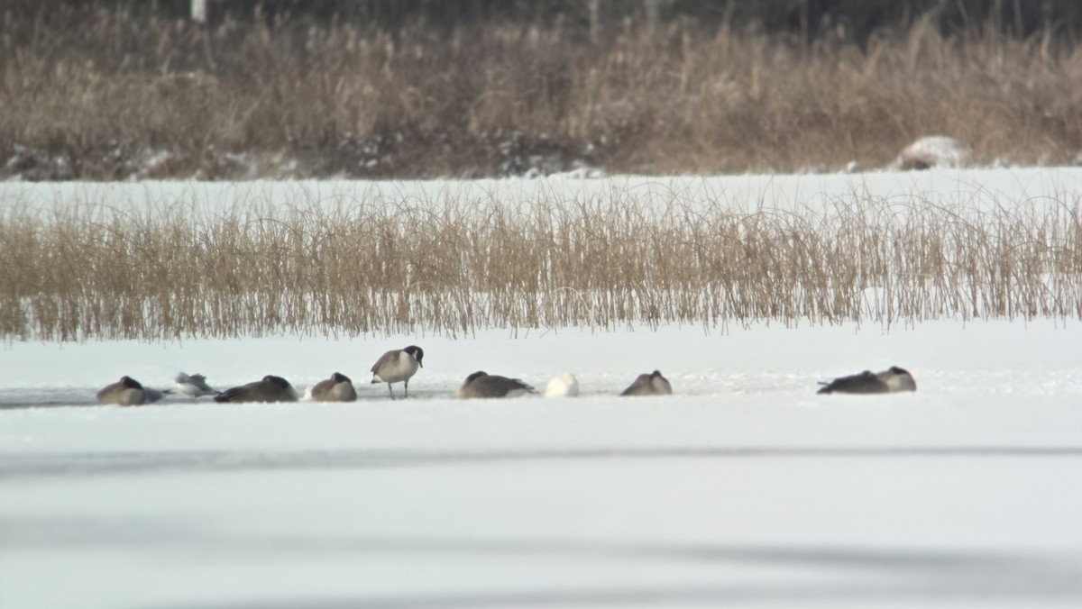 ハクガン - ML646589361