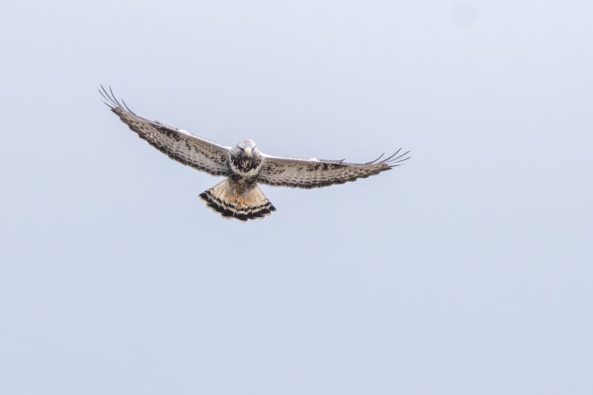 毛足鵟 - ML646589366